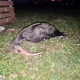 Klavžarja ubila elektrika zaradi človekove močne želje po fotografiji