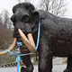 V Kamnik 'prilomastil' 2,5-tonski bronasti mamut