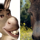 Poginil osel, po katerem so ustvarili lik iz filma Shrek