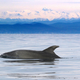 Vragolije akrobatskega delfina v Beneški laguni, a strokovnjaki zaskrbljeni