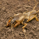 Na spletu prodajal neregistriran pesticid