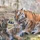 Sibirski tiger v Rusiji nič več ogrožen: populacija naj bi se skorajda podvojila