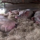 Miniaturni pujs, ki doseže težo 300 kilogramov