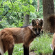Novi 'strašni' prebivalki ZOO Ljubljana: 'Ne volk, ne lisica, pač pa pes'