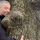 To so rastline z najlepšo okrasno skorjo (FOTO)