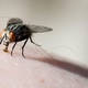 Strokovnjak za insekte pojasnjuje: zakaj imate doma nenadoma toliko muh?