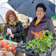 V središču Celja stanovalcem ponovno razdelili pelargonije (video)