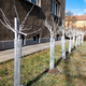 Ljubiteljsko sadjarstvo: Izberemo odporne vrste in sorte