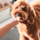 Koliko stane pasji frizer v Sloveniji? In zakaj lahko za isto storitev lahko plačamo od 35 do 120 evrov?