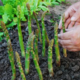Šparglji na vrtu: za dve osebi zadostuje že 10 sadik – vodnik za sajenje in gojenje