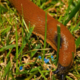 Strupi proti polžem: skrita nevarnost za pse na začetku vrtne sezone
