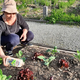 Plantellini vrtnarski nasveti: nevarnosti za vrt in nas