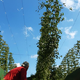 Poplave hmeljarjem oklestile pridelek