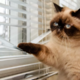 Koliko ur je lahko mačka sama doma? Nova študija razkriva, kdaj je predolgo