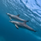 Znanstveniki pritrdili kamere na delfine in dokazali, da niso samo ljubki