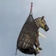 (VIDEO) Zebro, ki je s pobegom postala viralna, s helikopterjem prepeljali domov