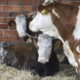 Veterinarske koncesije: tožba na tožbo