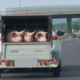 Državni zbor je zajel agrarni cunami