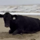 Kravo odneslo morje, našli so jo živo na plaži 70 kilometrov stran