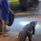 Aligator na sprehodu po hotelu šokiral policiste in osebje