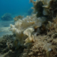 Ekološka bomba v Jadranu: vsiljivec iz Indijskega oceana uničuje vse pred seboj