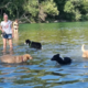 Na savski plaži se hladijo tudi psi in konji