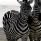 V Beogradu je pobegla zebra poškodovala tri ljudi, tudi otroka