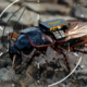 V EU razvijajo kibernetsko nadgrajene ščurke in robotske tanke