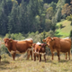 Stampedo v planinah: Čreda krav poteptala pohodnico