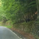 Medvedi povzročajo zastoje na najlepši gorski cesti