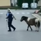 Policistka izgubljenega ponija pospremila domov