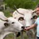 Martin Perič, agronom in gostinec: Pašnike za boškarine je težko najti