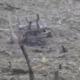 Neznan leteči predmet strmoglavil na njivo, šlo naj bi za ruski bojni dron