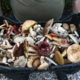 Italijani želeli čez mejo s 45 kilogrami gob