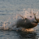 Vedenjske razlike med delfini vplivajo tudi na njihov jedilnik