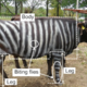 Šaljive Nobelove nagrade za zebraste krave, teflonsko dieto in čar česnovega mleka