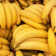Banane – nekoč nedostopno rumeno zlato, danes osnova šolske malice