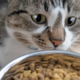 Mačka čez noč zavrne svojo najljubšo hrano. Je res izbirčna brez razloga?