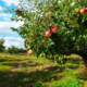 Skrivnost obilnega pridelka: starim jablanam in češnjam lahko vrnete polno življenje