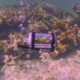 Neverjeten prizor pod vodo: papiga Bebe zamenjala nebo za ocean