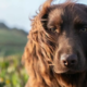 Družina valižanskega princa bogatejša za še enega koker španjela