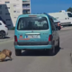 Brutalno mučenje psa v Šibeniku: lastnik psa privezal za avtomobil in ga vlekel po ulici