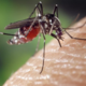 Namesto uporabe insekticidov raje poskrbite, da je v okolici čim manj stoječe vode