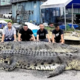 Po večurnih mukah ujeli orjaška krokodila. Ima uživanje krokodiljega mesa res terapevtsko vrednost?