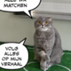 Spoznajte Maximusa: maček z mačjim aidsom je postal novi nogometni prerok