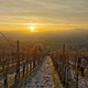 FOTO: V vinogradu KŠ Grm pri -7°C opravili posebno trgatev