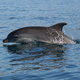 Zelo popularno in kontroverzno vprašanje: ali so delfini inteligentni?