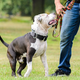 Na to pazijo veterinarji pri skrbi za psa