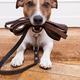 Predstavitev pasme: Jack Russell terier