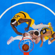 Epski začetek velikega finala lige NBA, tega ni pričakoval nihče (video)
